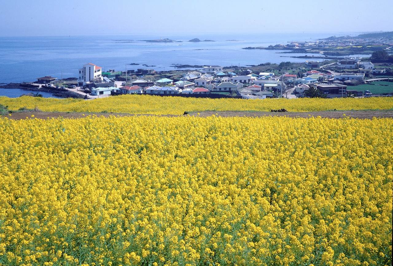 republic of korea, jeju island, jeju